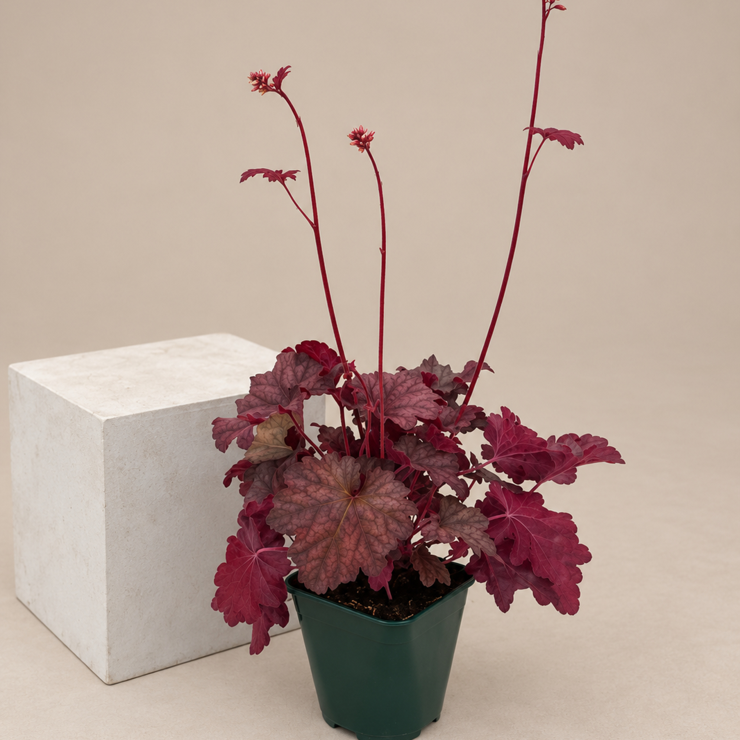 Heuchera Berry Smoothie bells alumroot foamflower