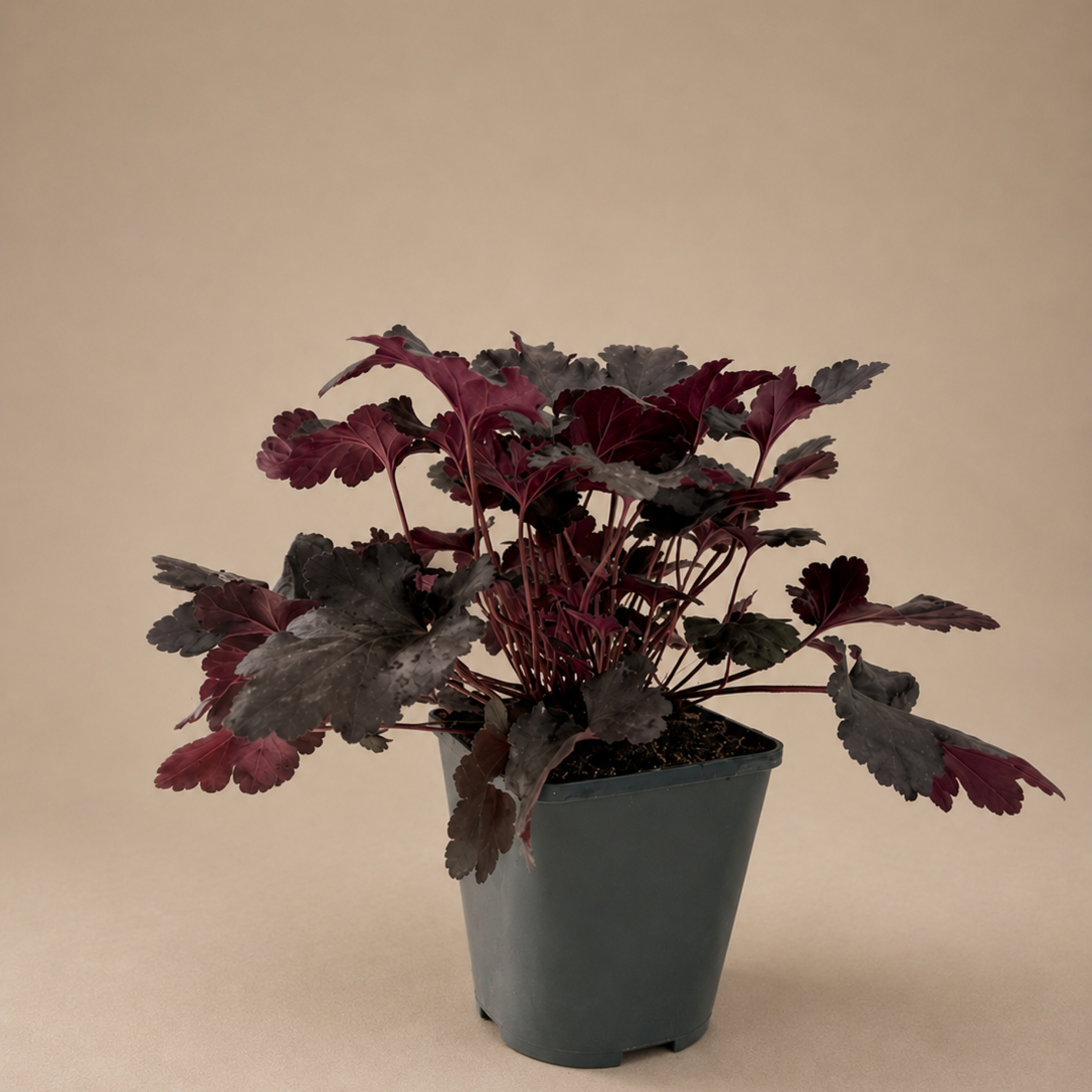 Heuchera Black Pearl Coral Bells Alumroot Pearl Heuchera