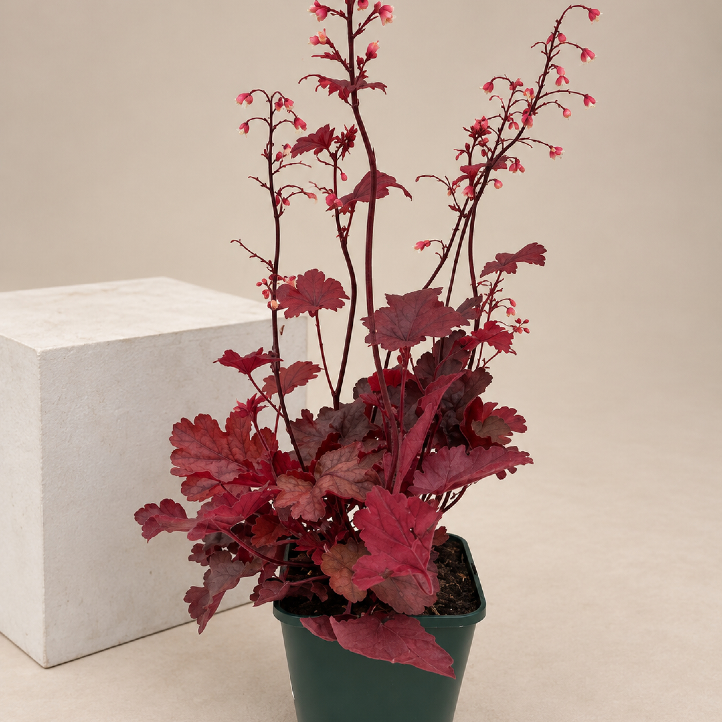 Heuchera Fire Chief Bells Alumroot