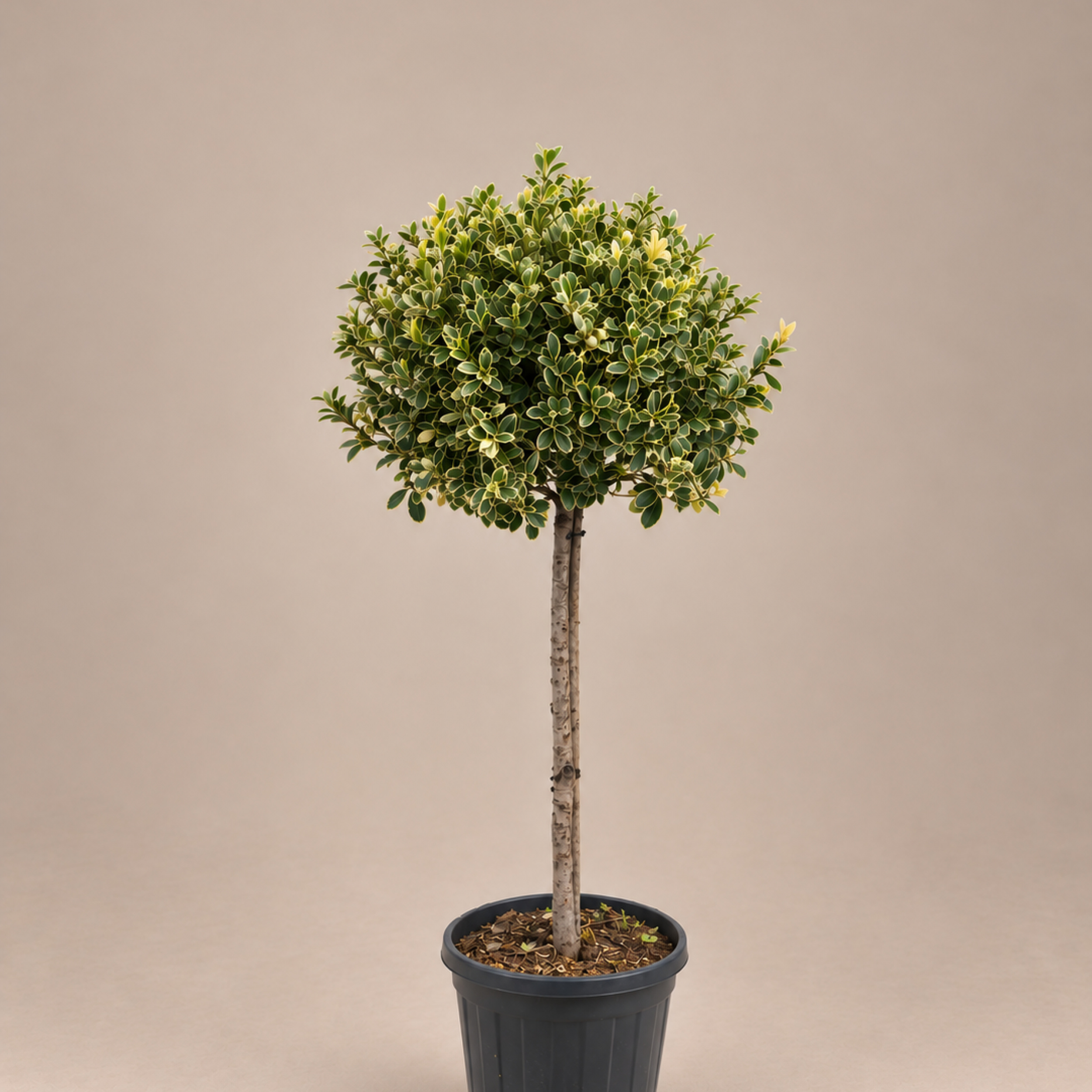 Ilex aquifolium Argentea Marginata Variegated holly