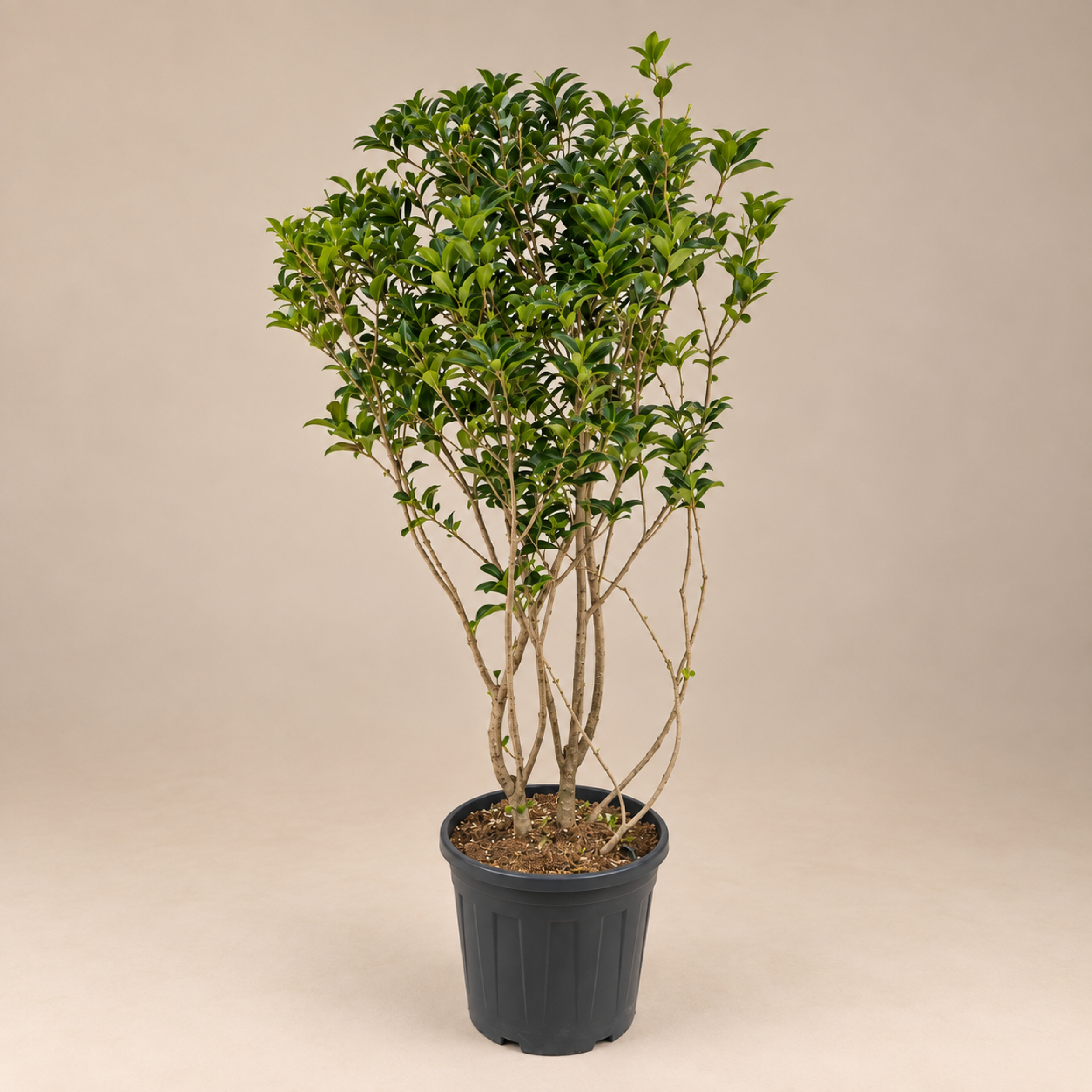 Osmanthus heterophyllus holly osmanthus
