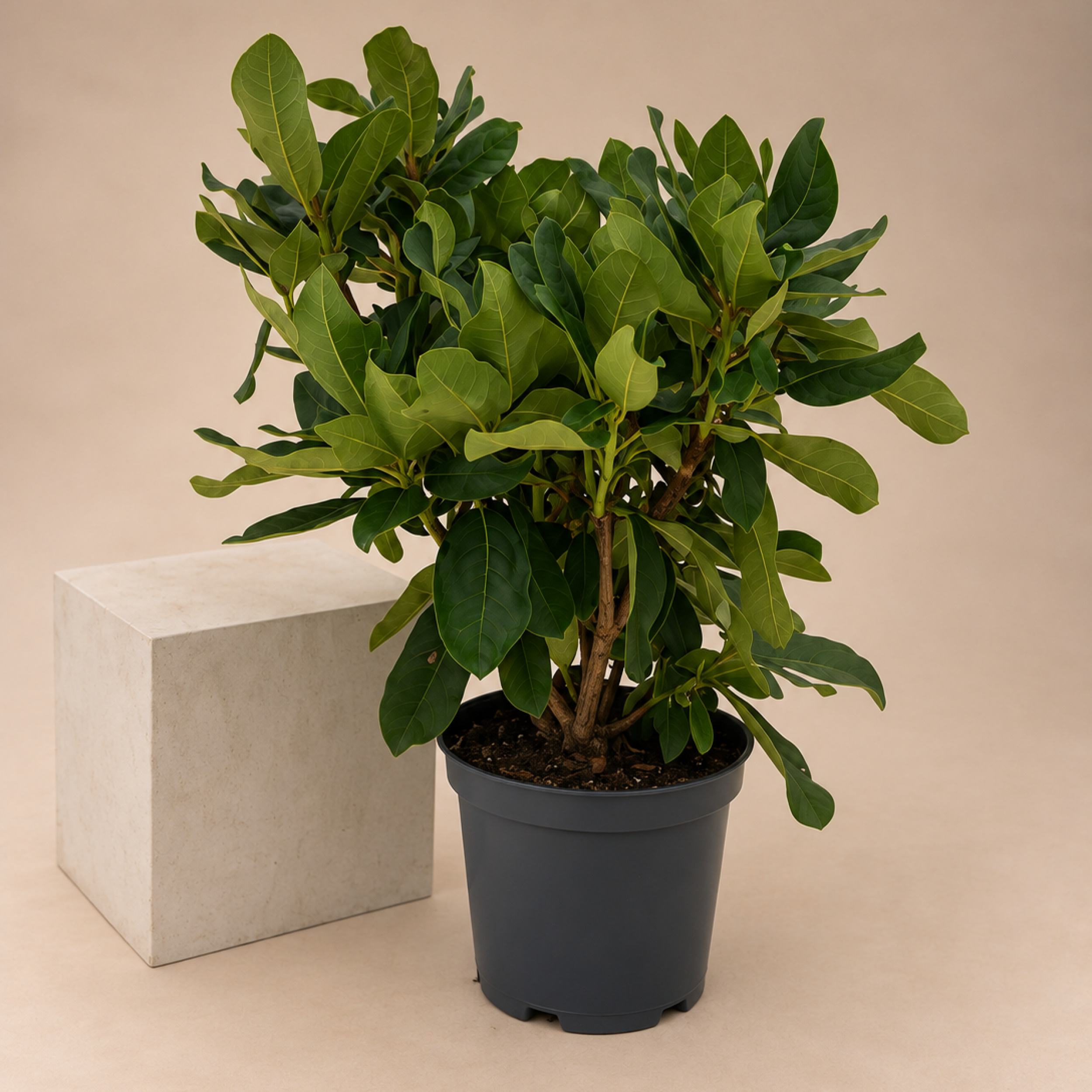 Rhododendron Markeetas Prize