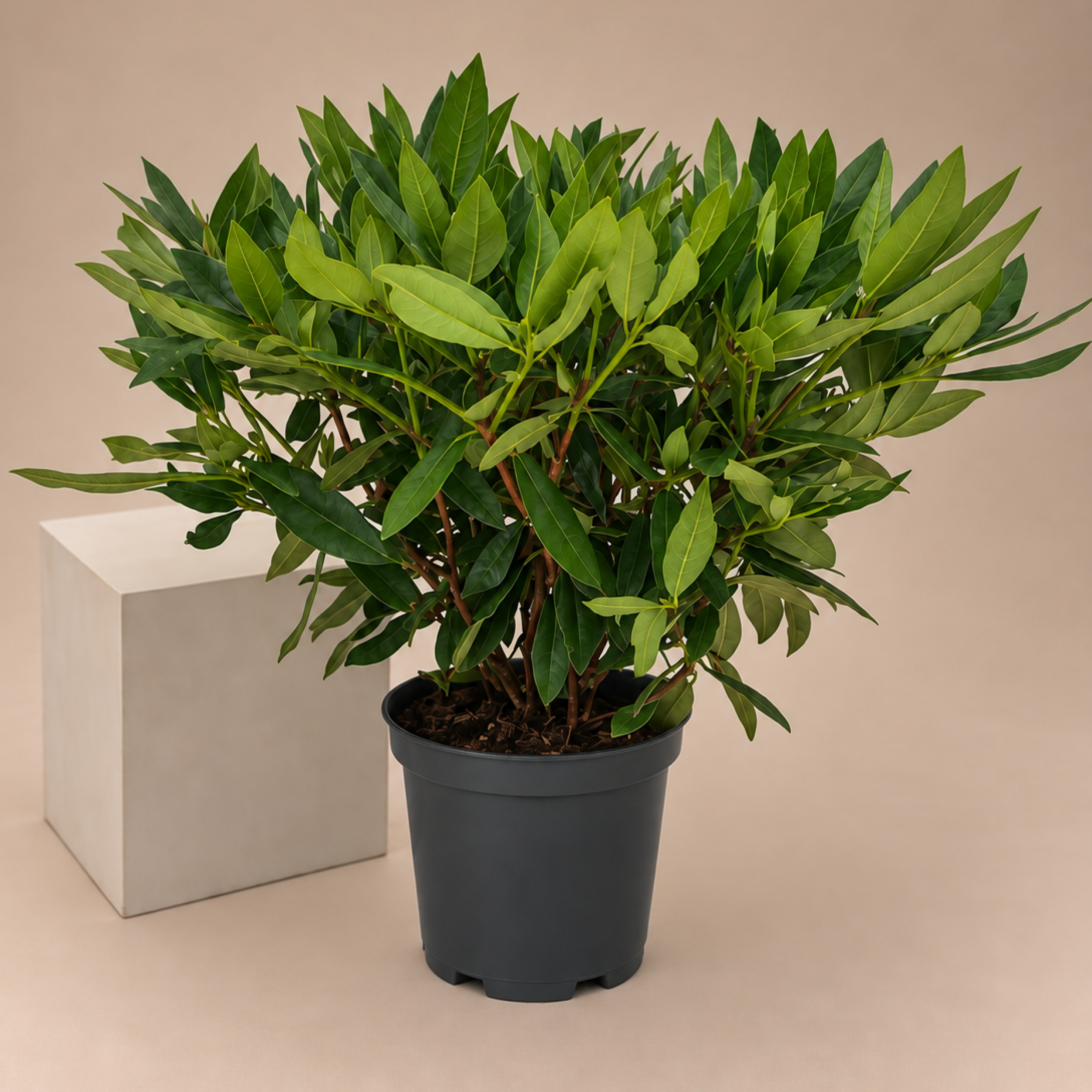 Rhododendron Mrs E.C. Stirling
