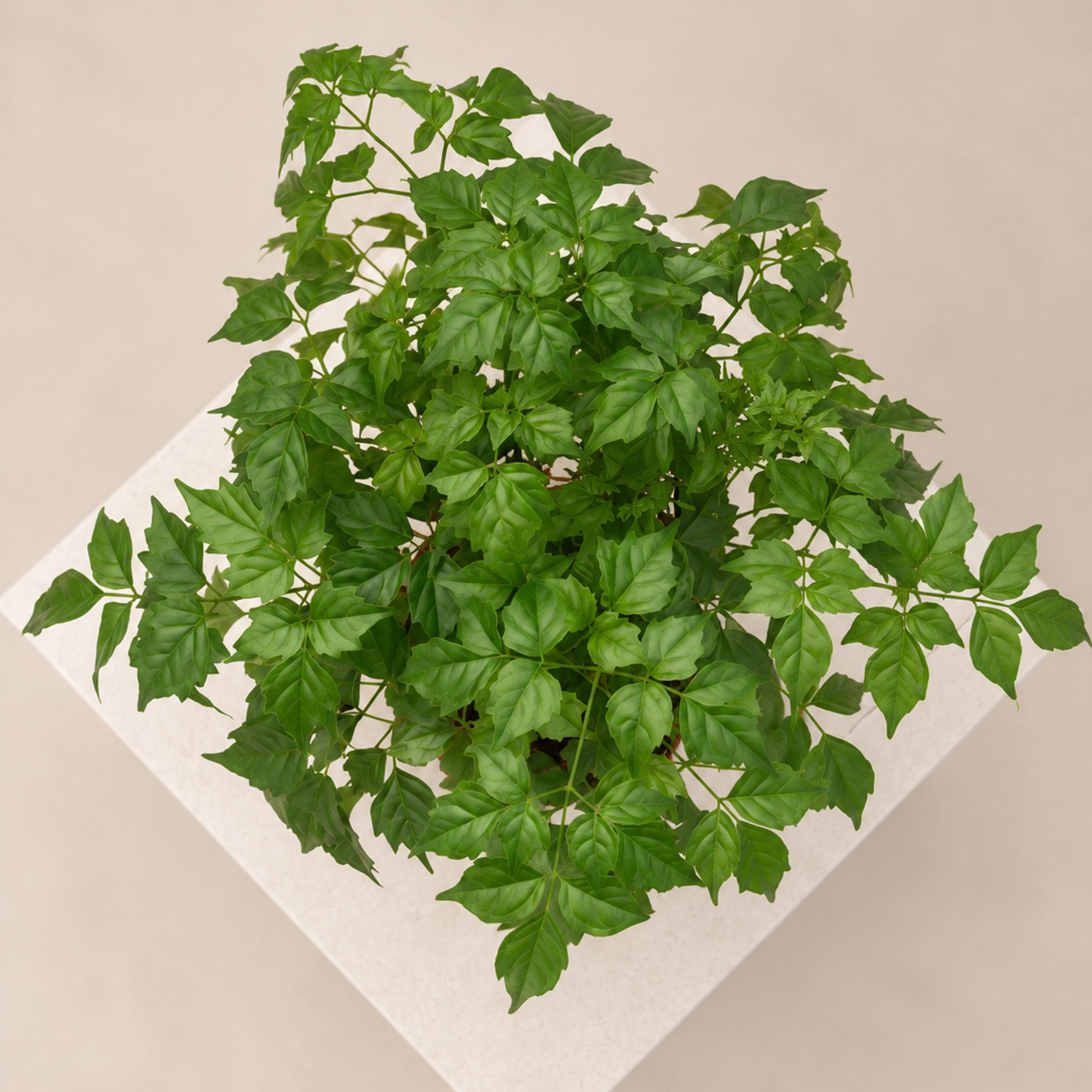 Radermachera sinica China doll plant