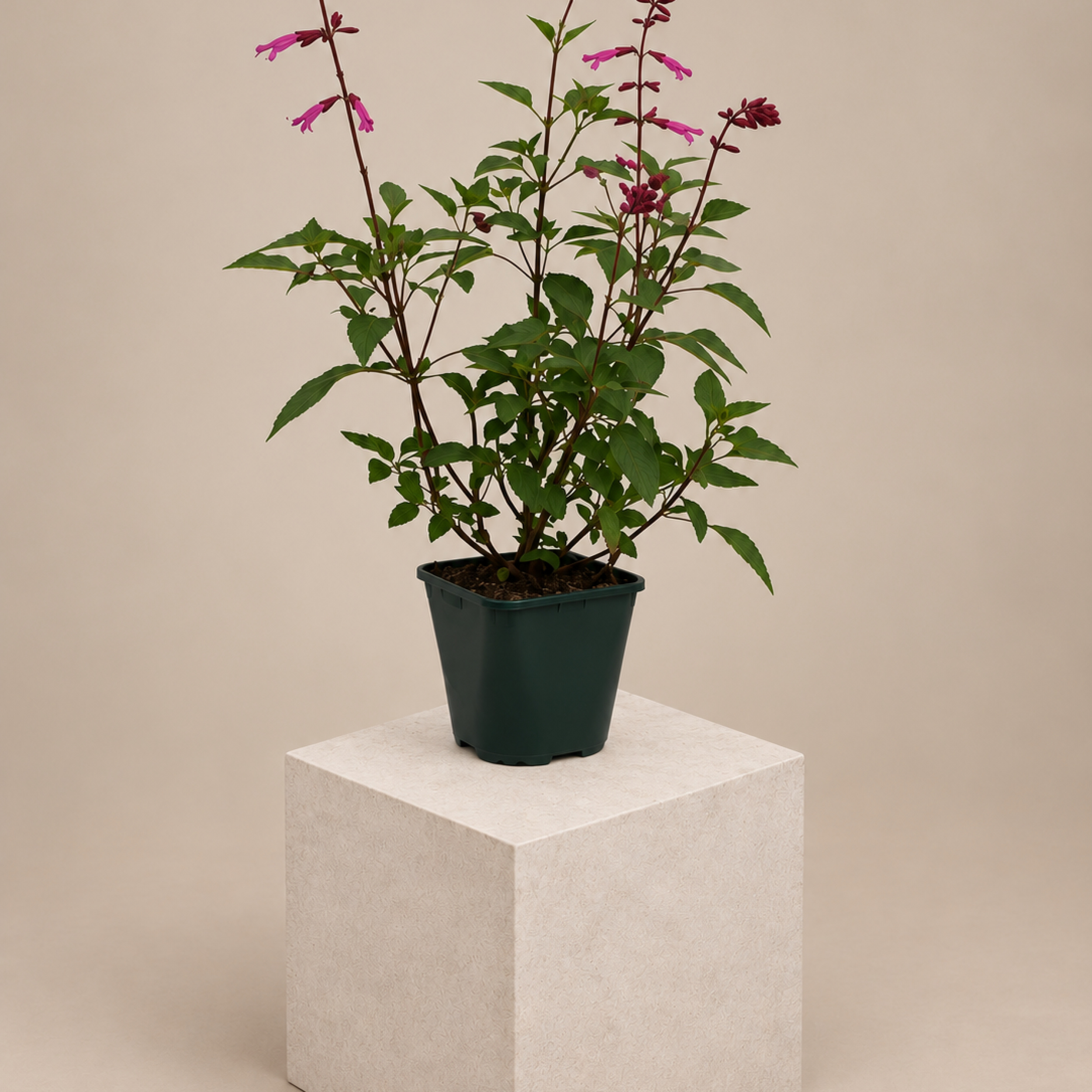 Salvia Kisses &amp Wishes Autumn sage Cherry sage