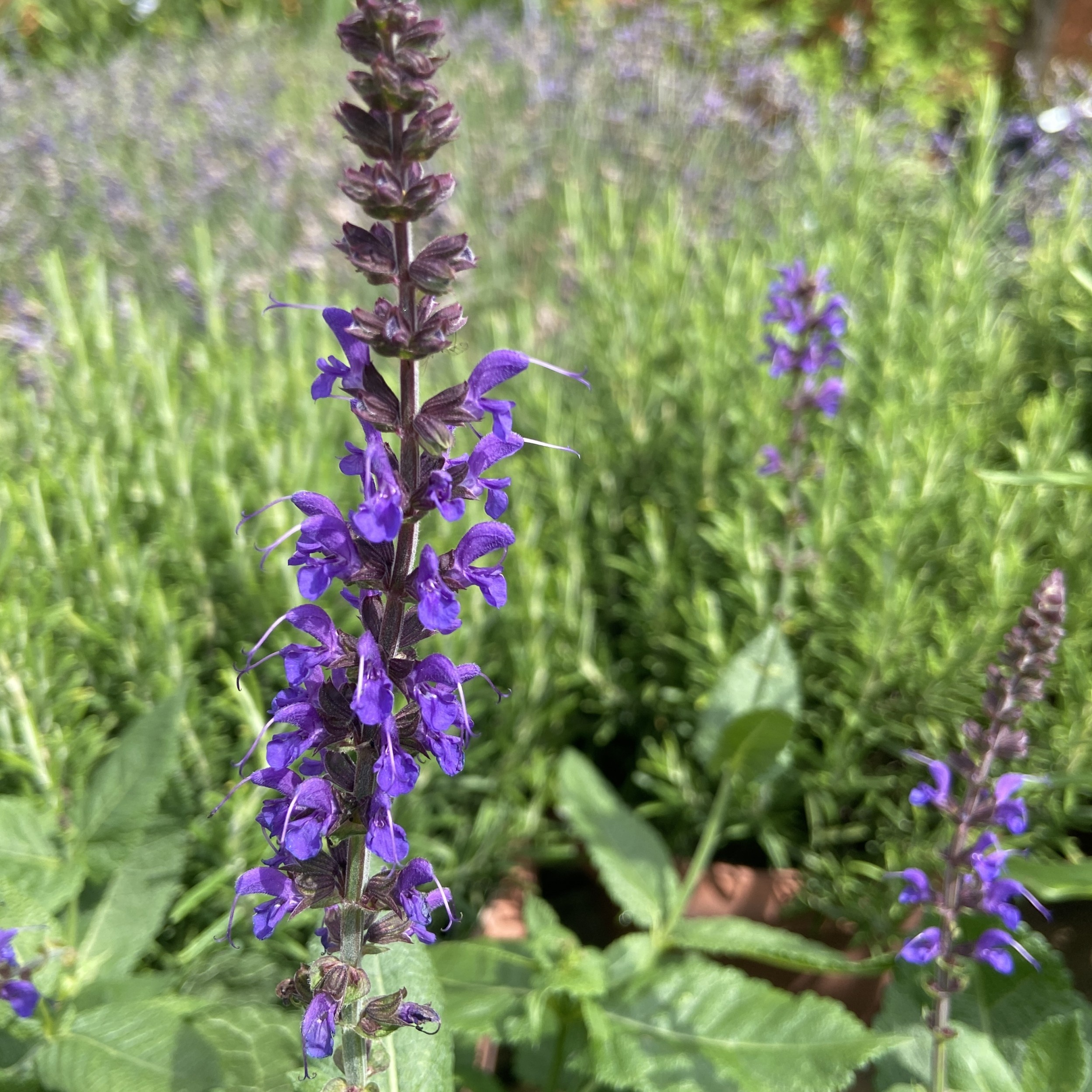 Salvia nemorosa Mai Nacht wood sage