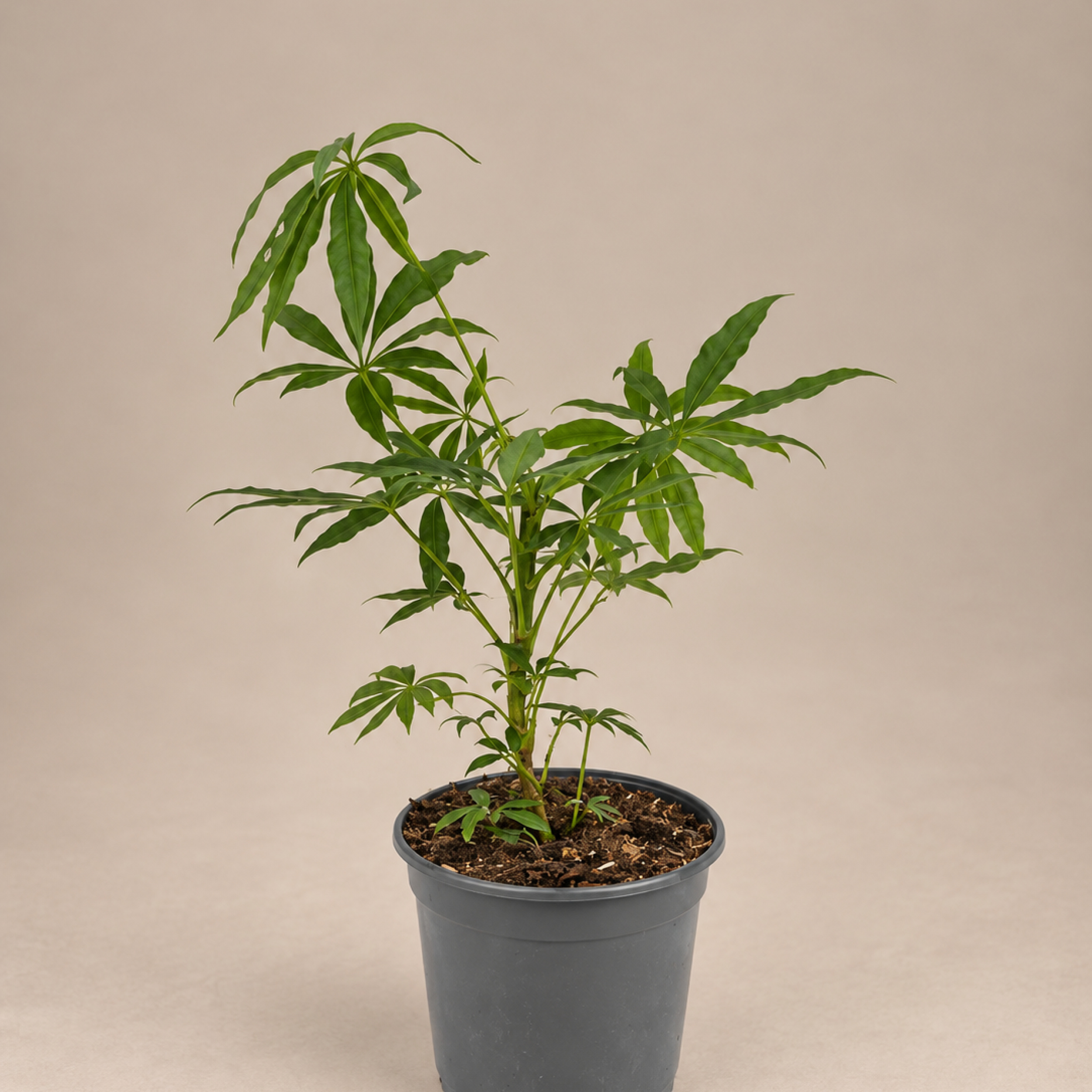 Schefflera taiwaniana Taiwanian schefflera Taiwanese umbrella tree