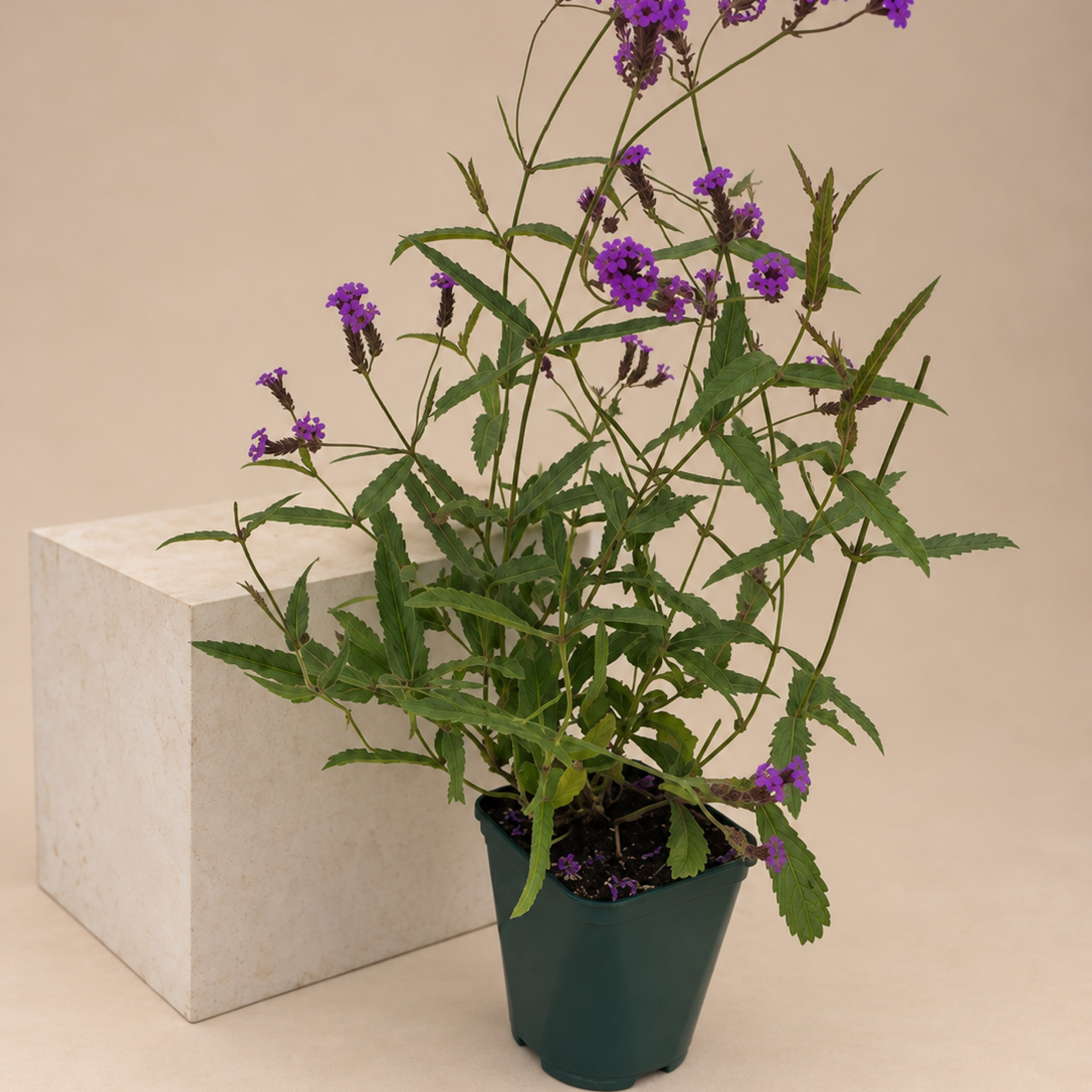 Verbena rigida