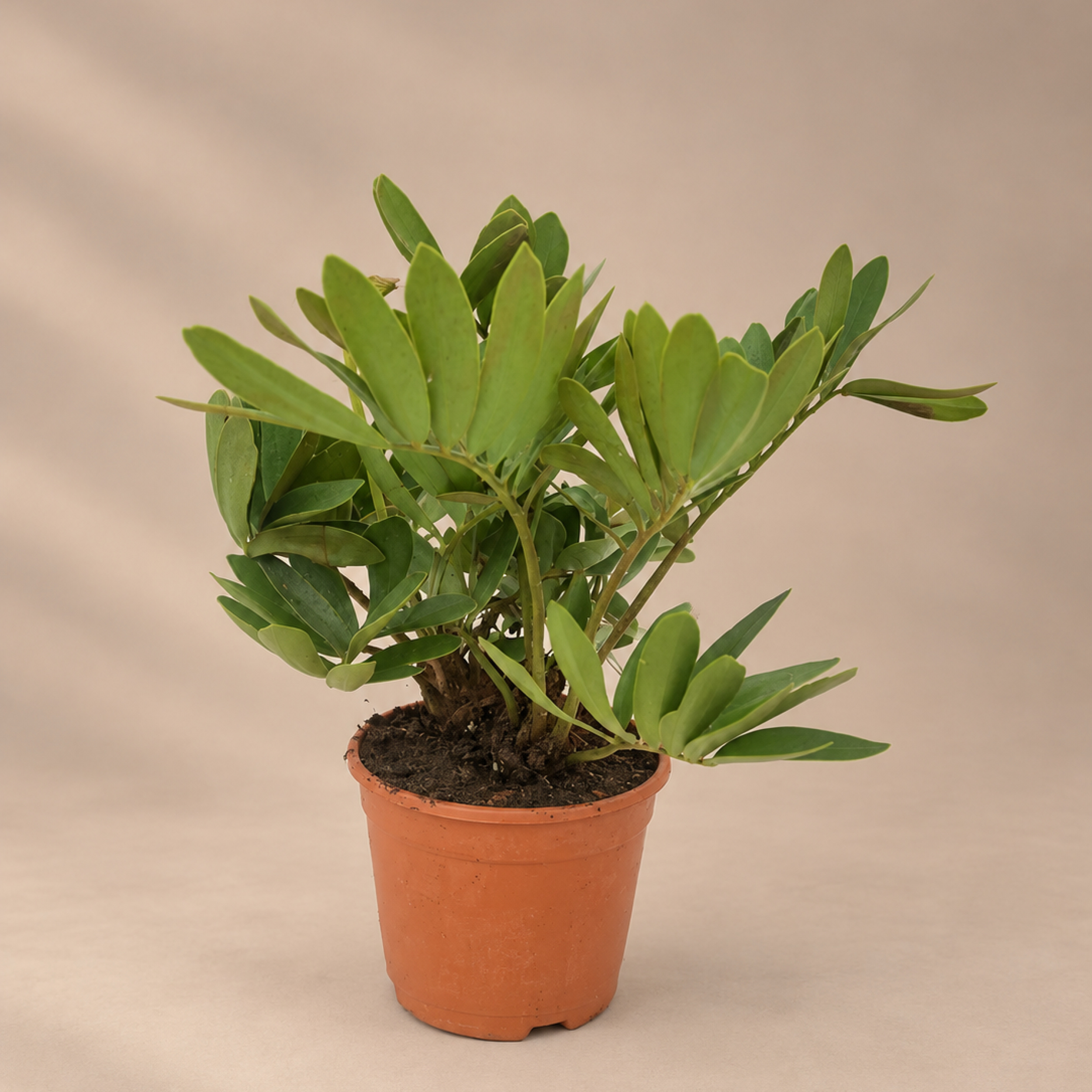Zamia furfuracea cardboard zamia cardboard cycad