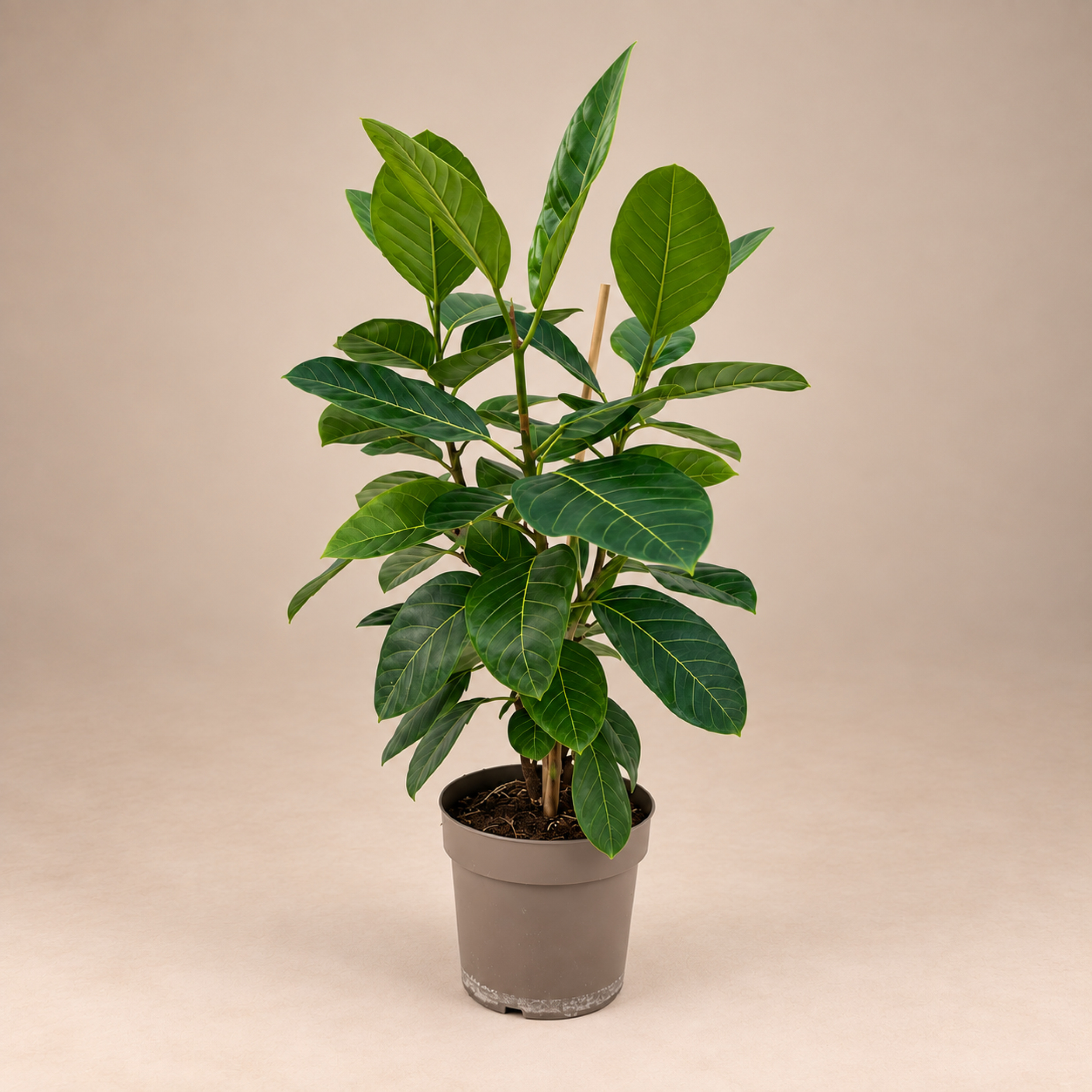 Ficus altissima